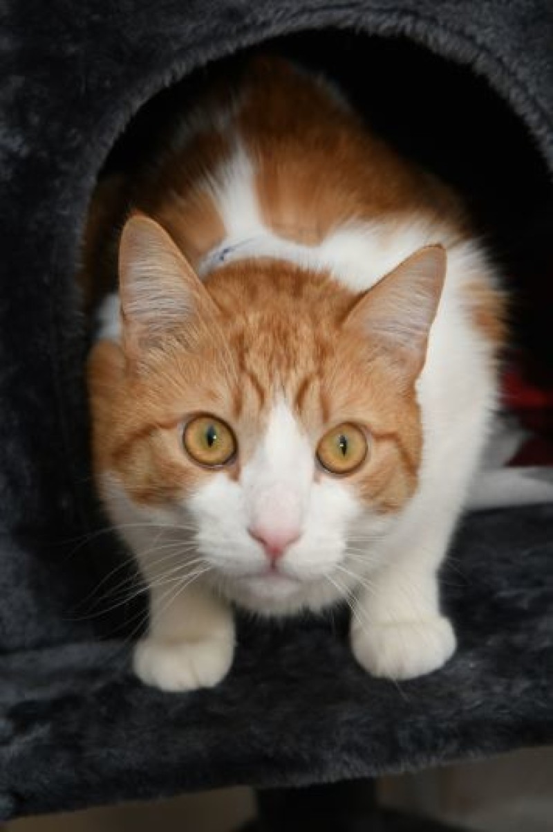 Other image for Cat owner hit with huge bill